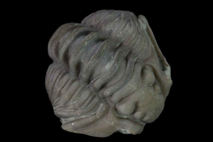 Wide Enrolled Flexicalymene Trilobite - Mt Orab, Ohio #137483